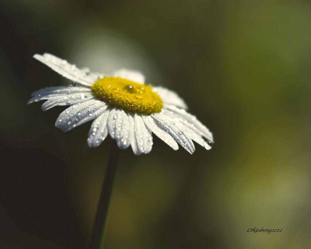 LHG_9741Daisy- Looking up after the storm by rontu