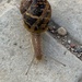 Snail by monicac