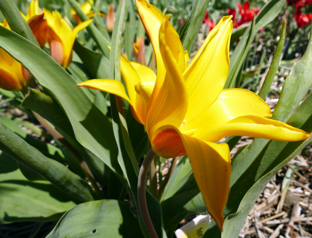 yellow tulip by marijbar