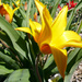 yellow tulip by marijbar