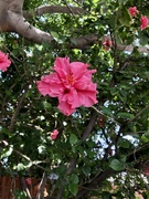 3rd May 2022 - Hibiscus 