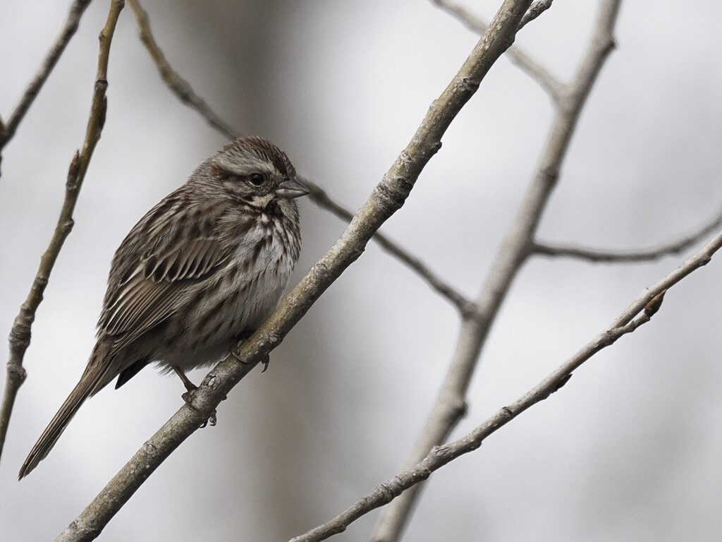 song sparrow  by rminer