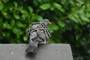 4th May 2022 - Soggy pigeon 