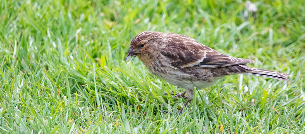 Twite by lifeat60degrees
