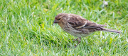4th May 2022 - Twite