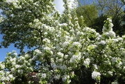 4th May 2022 - Crab-apple blossom against a lovely sky