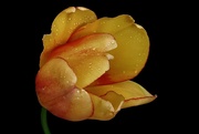 4th May 2022 - Golden Tulip