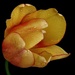 Golden Tulip by carole_sandford