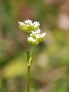 5th May 2022 - Valerianella radiata