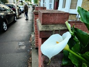 4th May 2022 - Arum lily after the rain 