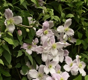 5th May 2022 - Clematis Montana.
