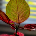 Window light through the leaf by randystreat
