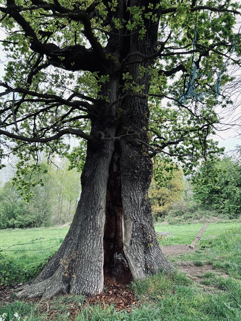 Oak tree by tinley23