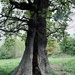 Oak tree by tinley23