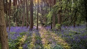 4th May 2022 - Bluebells in golden hour