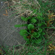 4th May 2022 - Cement Tile with Weeds