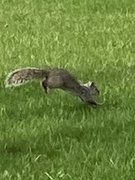 4th May 2022 - Bouncy Squirrel 