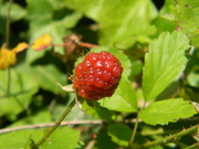 4th May 2022 - Red Blackberry