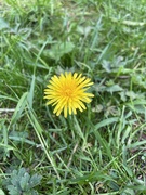 4th May 2022 - One Dandelion 