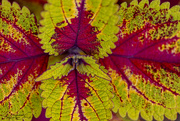 3rd May 2022 - Coleus