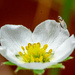 Strawberry Flower with Insect