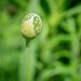 Allium Bud