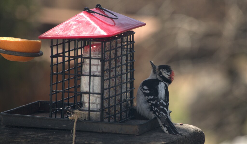 Male Downy woodpecker  by radiogirl