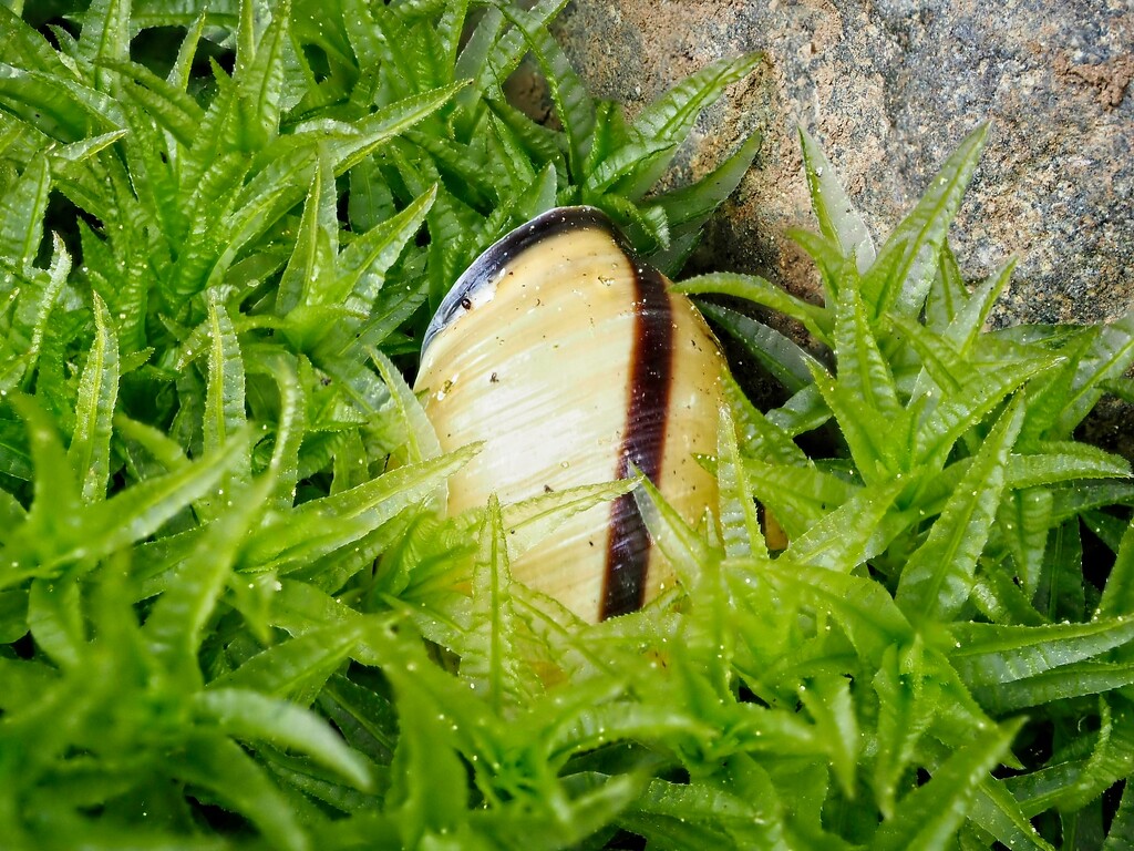 Snail in the Moss by mitchell304