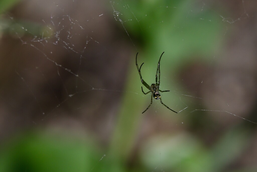 Orchard Orb Weaver by metzpah