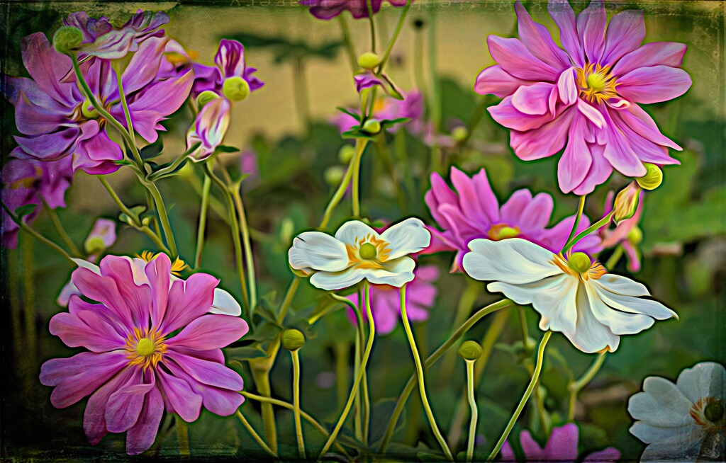 Not sure if these are Cosmos by ludwigsdiana