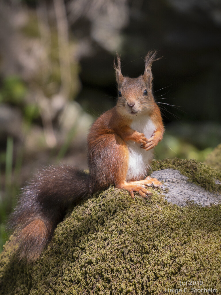 Red Squirrel by helstor365