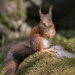 Red Squirrel by helstor365