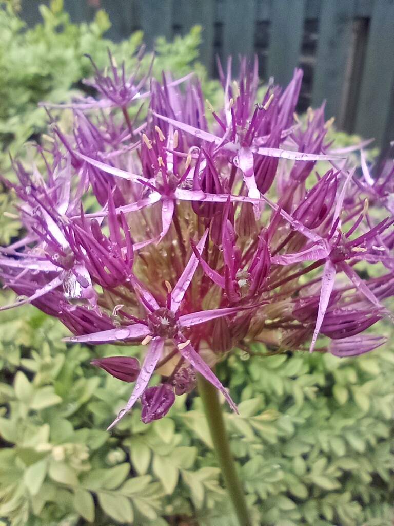 Open Alliums by 365projectorgjoworboys