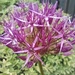 Open Alliums by 365projectorgjoworboys