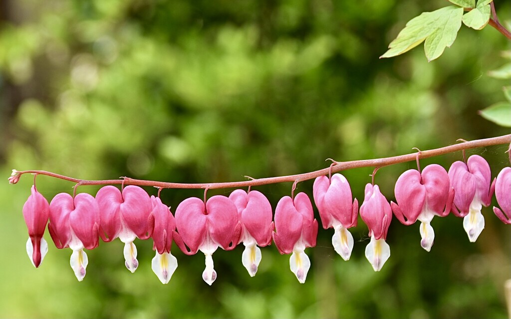 Dicentra by wakelys
