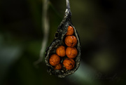 4th May 2022 - Seeds in a Pod