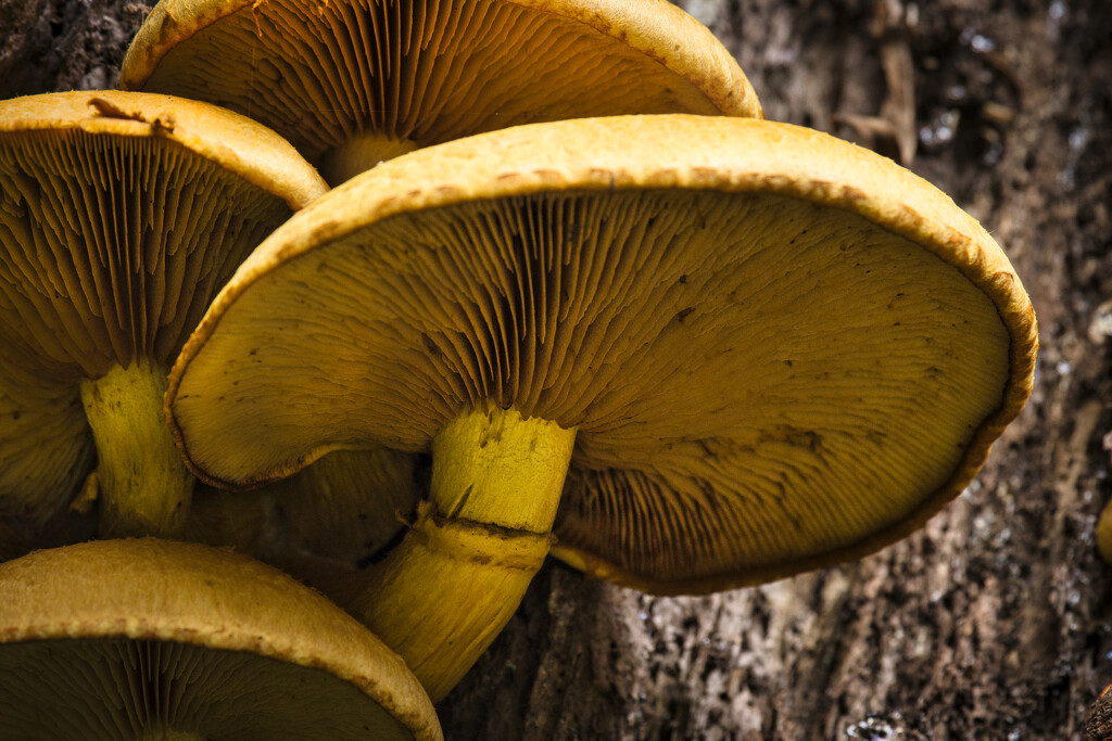 Yellow mushrooms by dkbarnett