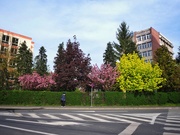5th May 2022 - Some more spring from my town