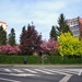 Some more spring from my town by monikozi