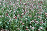 5th May 2022 - The crimson clover no mow field