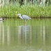 Don’t fall foul of a heron…… by orchid99