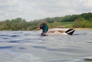 5th May 2022 - DUCKING AND DIVING