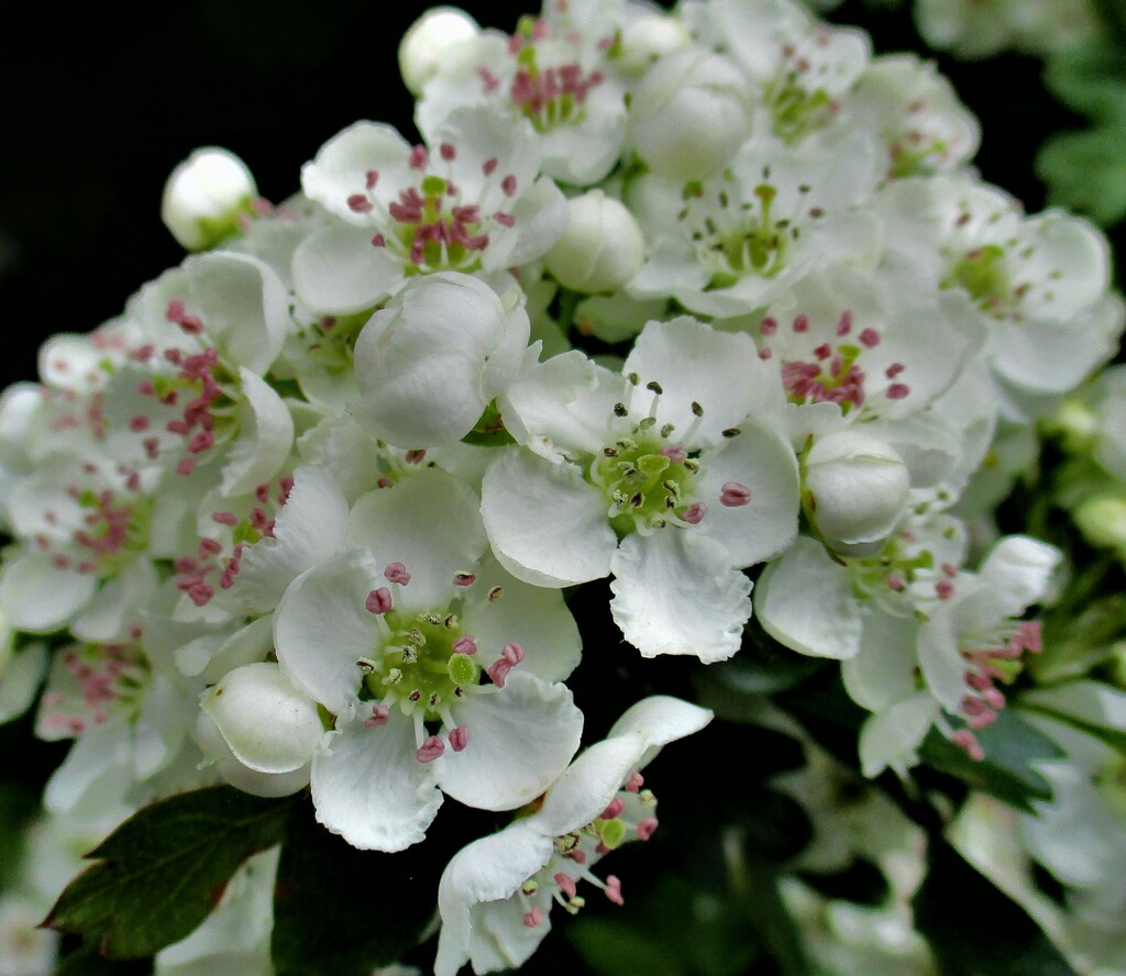 Hawthorn Blossom . May flowers. by grace55
