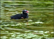5th May 2022 - Young moorhen