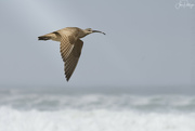 5th May 2022 - Whimbrel Flying with Surf