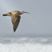 Whimbrel Flying with Surf by jgpittenger