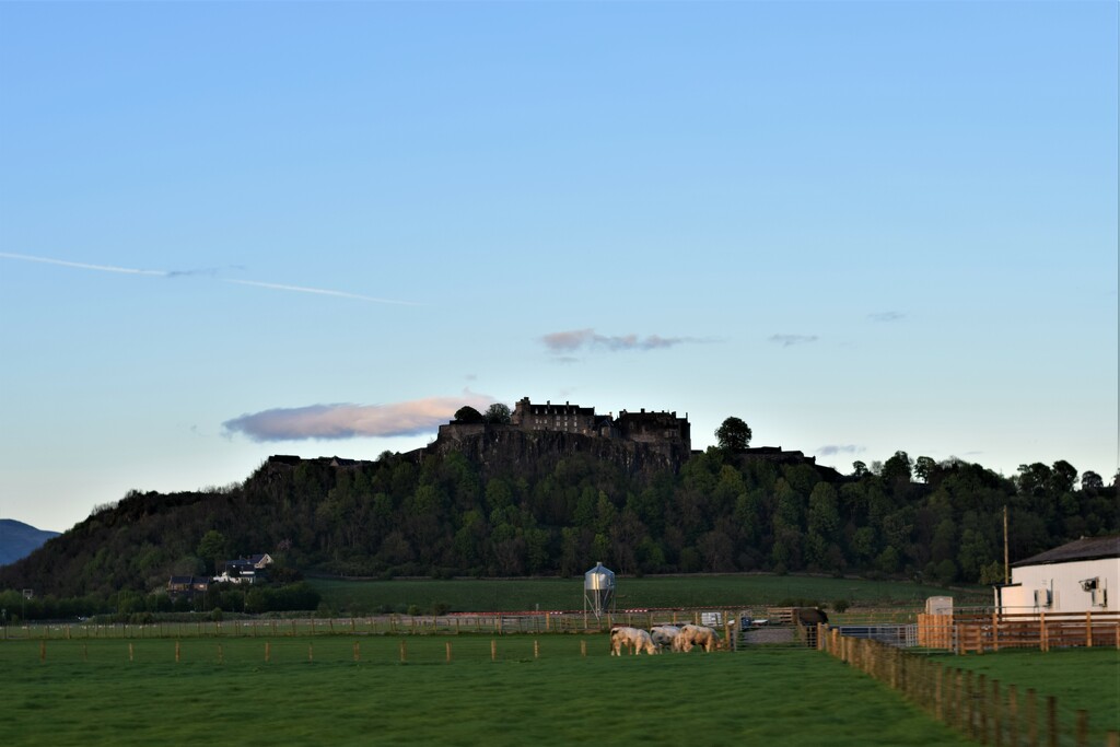 castle and cows by christophercox