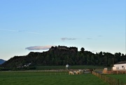 4th May 2022 - castle and cows