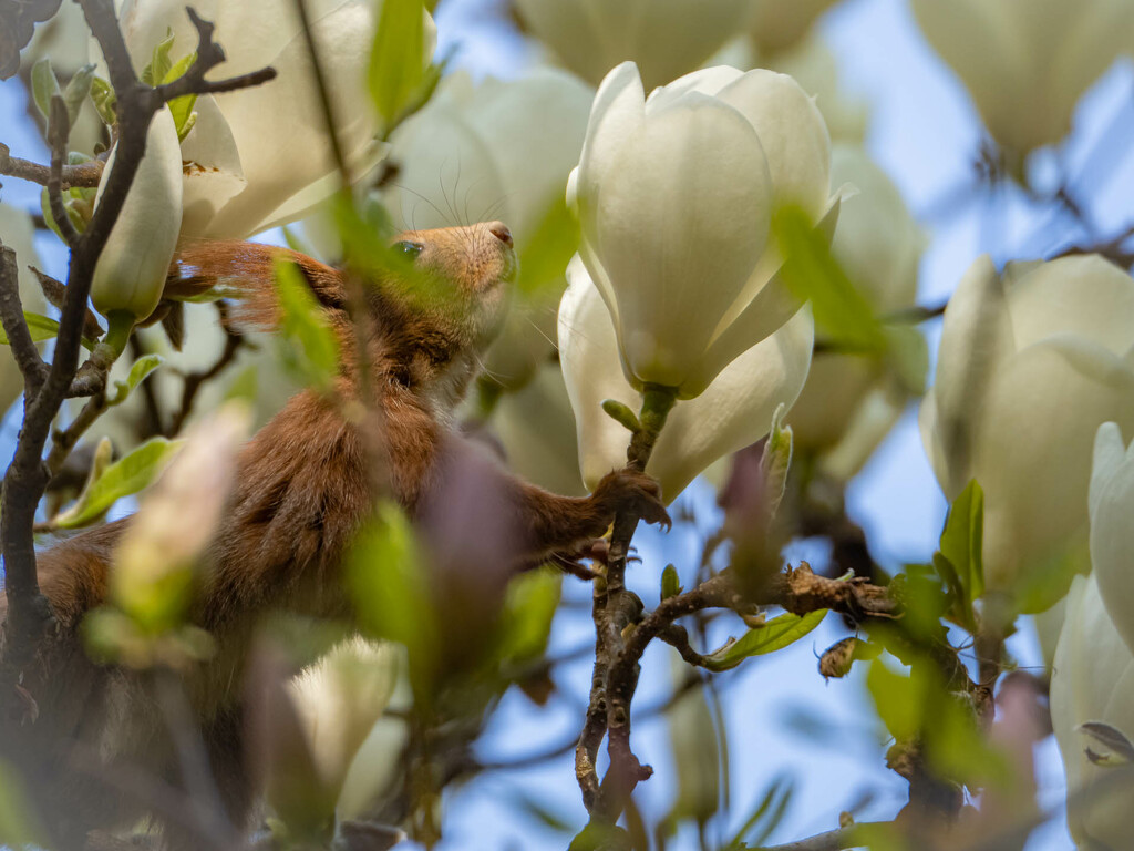 Squirrel and magnolia by haskar