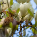 Squirrel and magnolia by haskar